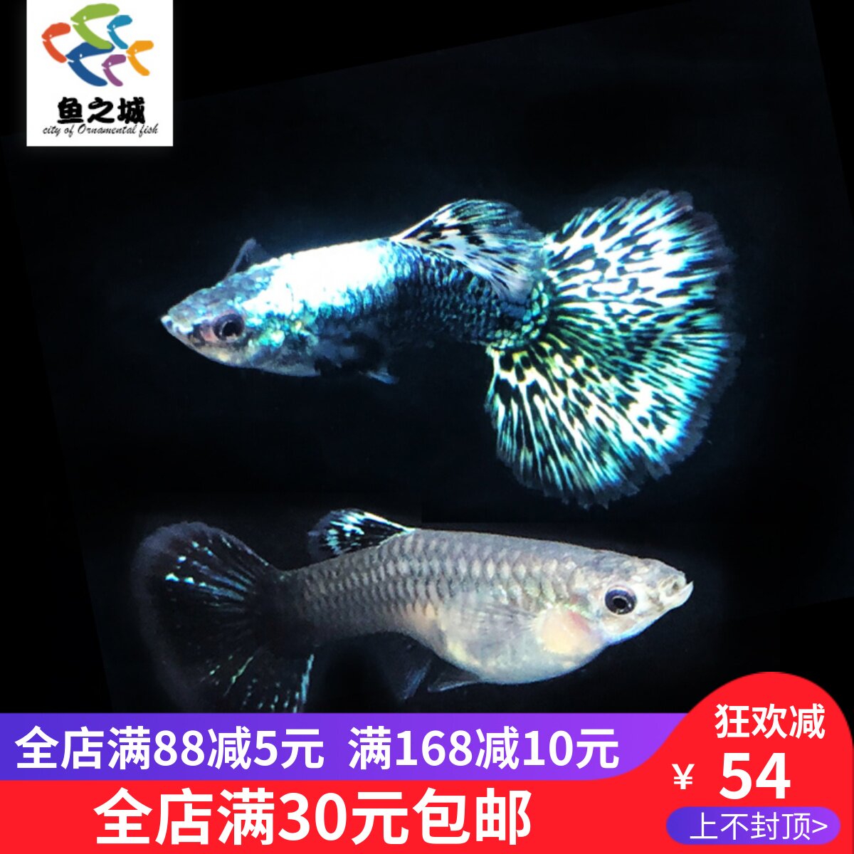 鱼之城蓝龙孔雀鱼蓝七彩蓝龙孔雀鱼蓝马赛克胎生鱼热带观赏鱼活体