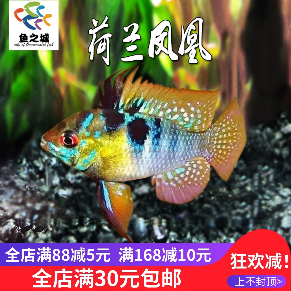 鱼之城荷兰凤凰荷兰波子短鲷鱼凤凰波子球鱼七彩凤凰红蓝凤凰鱼,宠物/宠物食品及用品,鱼,淘宝优惠券,粉丝福利购,淘宝优惠卷