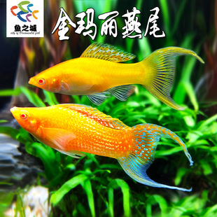 金玛丽燕尾玛丽鱼胎生鱼热带鱼直接下小鱼新手鱼好养活米奇孔雀