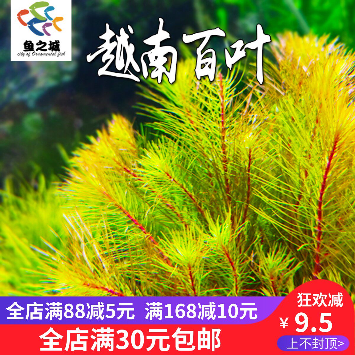 水草越南百叶有茎类活体淡水真水草水族鱼缸造景造氧装饰宫廷草