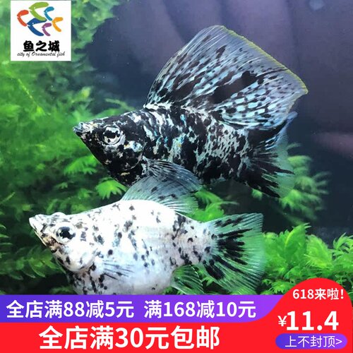 斑点奶牛玛丽熊猫金银黑球热带鱼