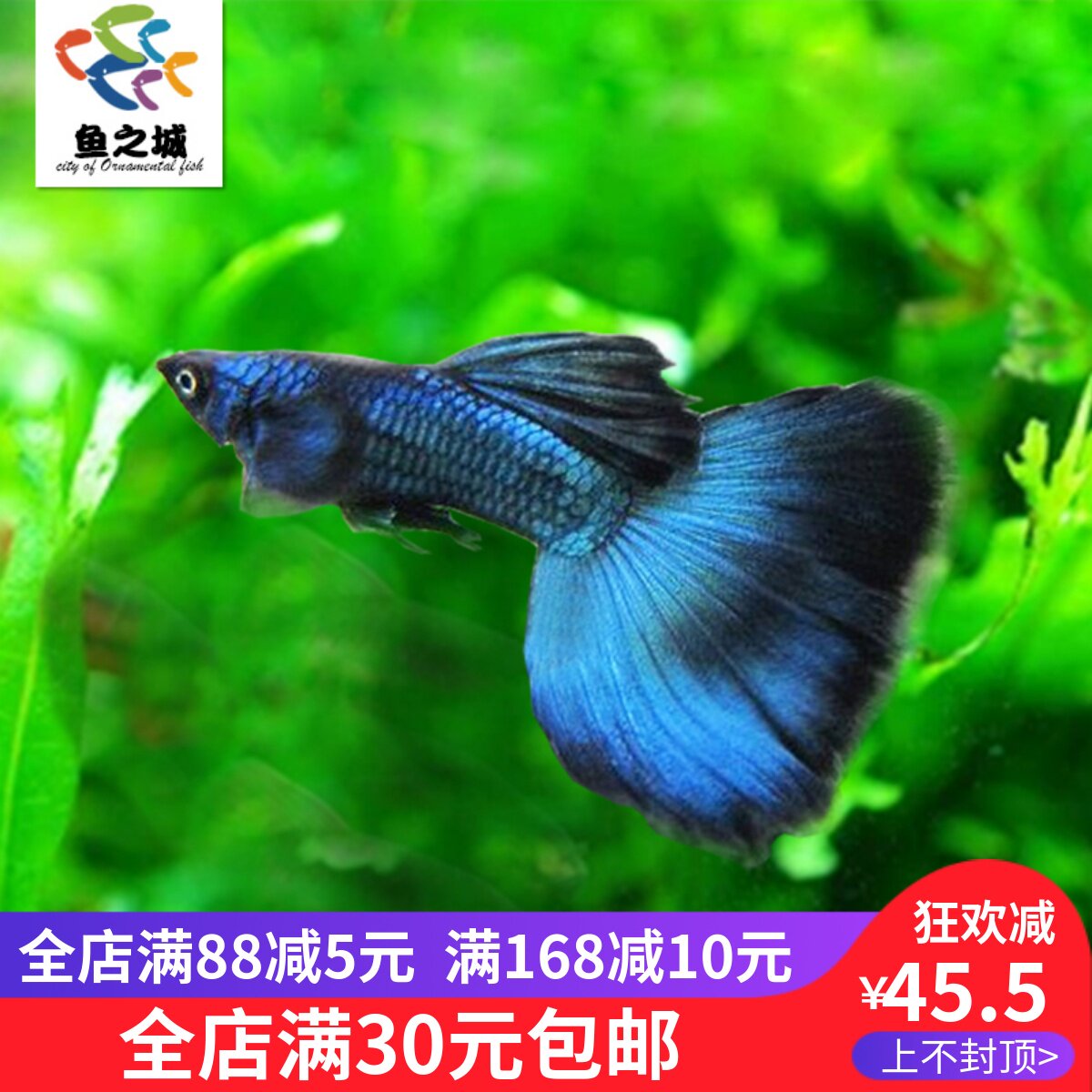 鱼之城孔雀鱼莫斯科蓝孔雀鱼蓝色孔雀鱼热带鱼莫斯科蓝孔雀活体