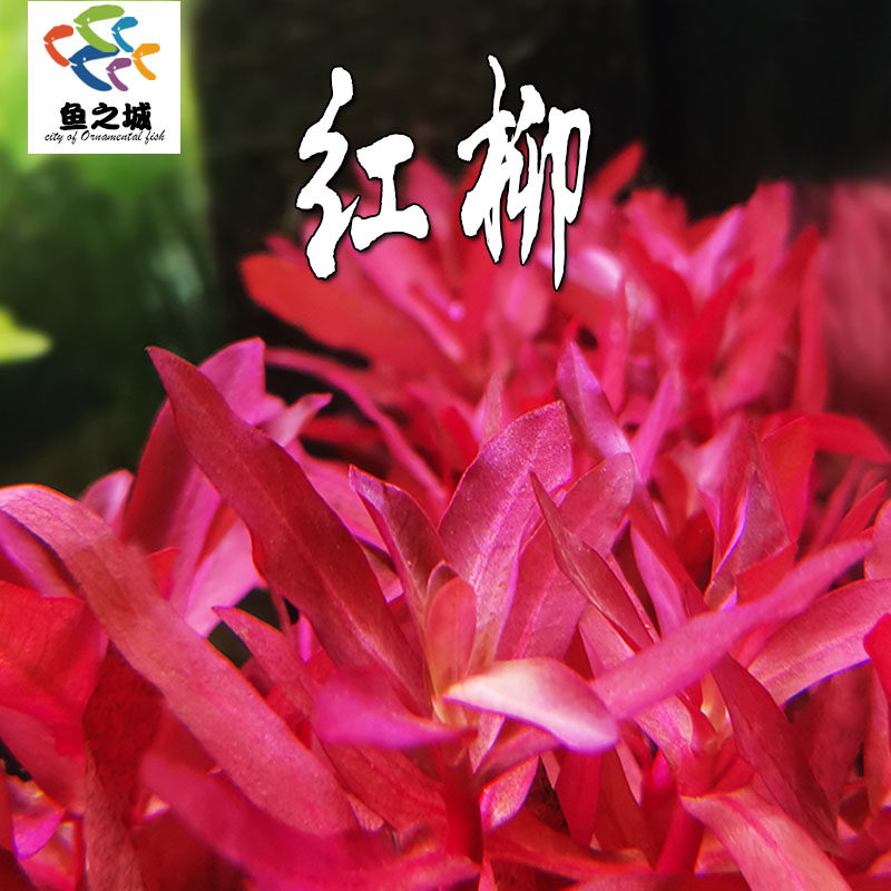 红柳红色水草绿宫廷草中后景懒人新手水草鱼缸造景装饰水族包活