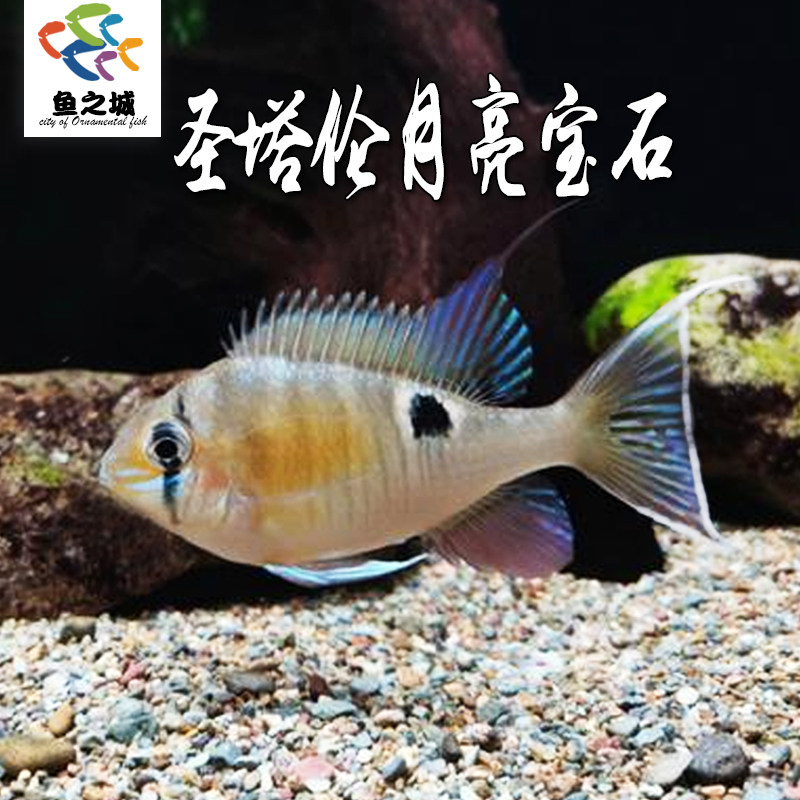 圣塔伦黄腹月亮宝石南美慈鲷鱼热带鱼淡水温和红头力白子关刀鱼