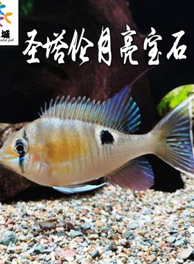 圣塔伦月亮宝石南美慈鲷鱼淡水