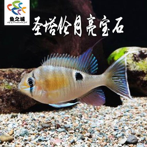 圣塔伦月亮宝石南美慈鲷鱼淡水