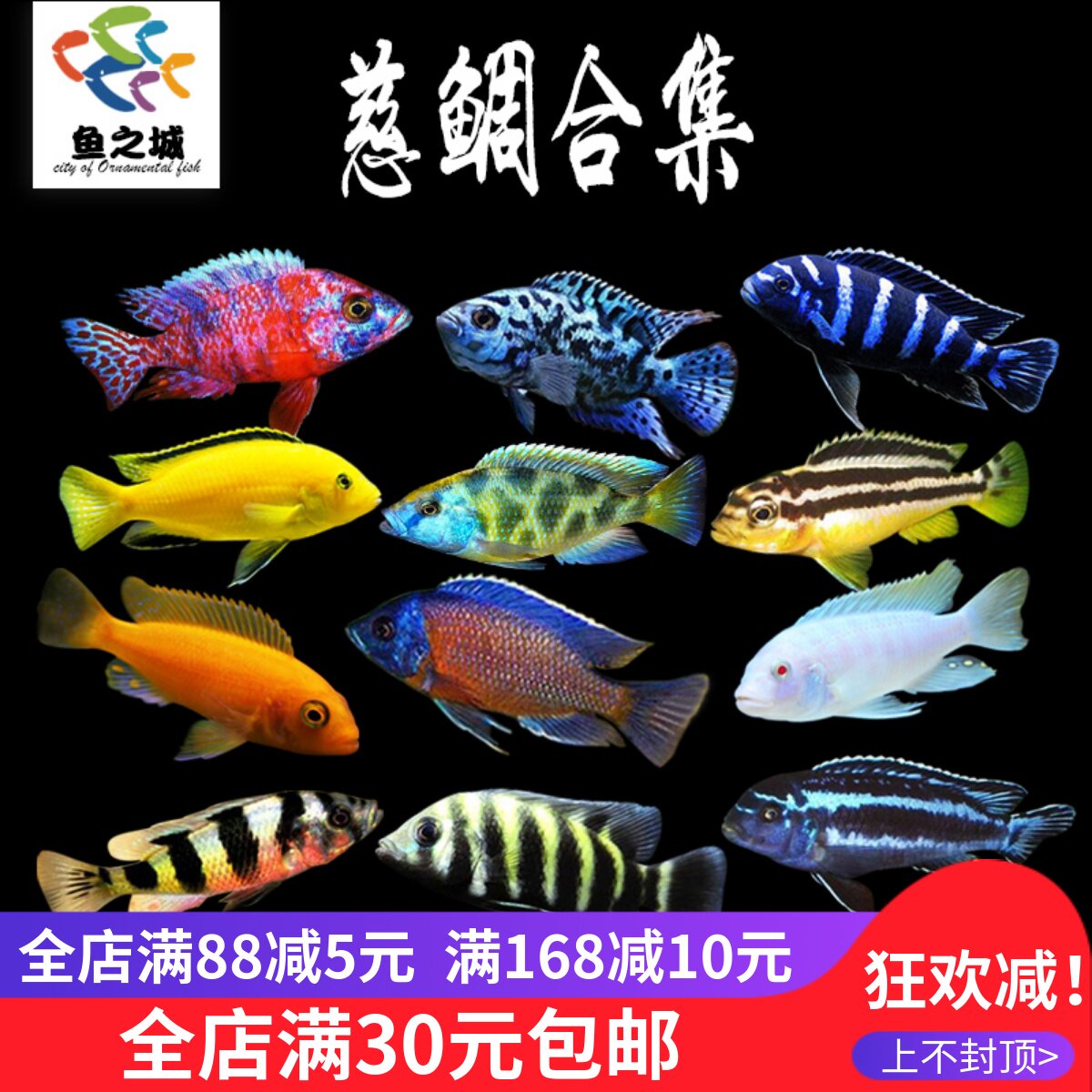 三湖慈鲷鱼热带观赏鱼淡水鱼好养