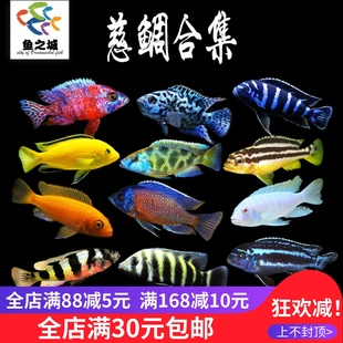 三湖慈鲷鱼黑线王子雪中红活体中小型耐养易活热带观赏鱼淡水鱼