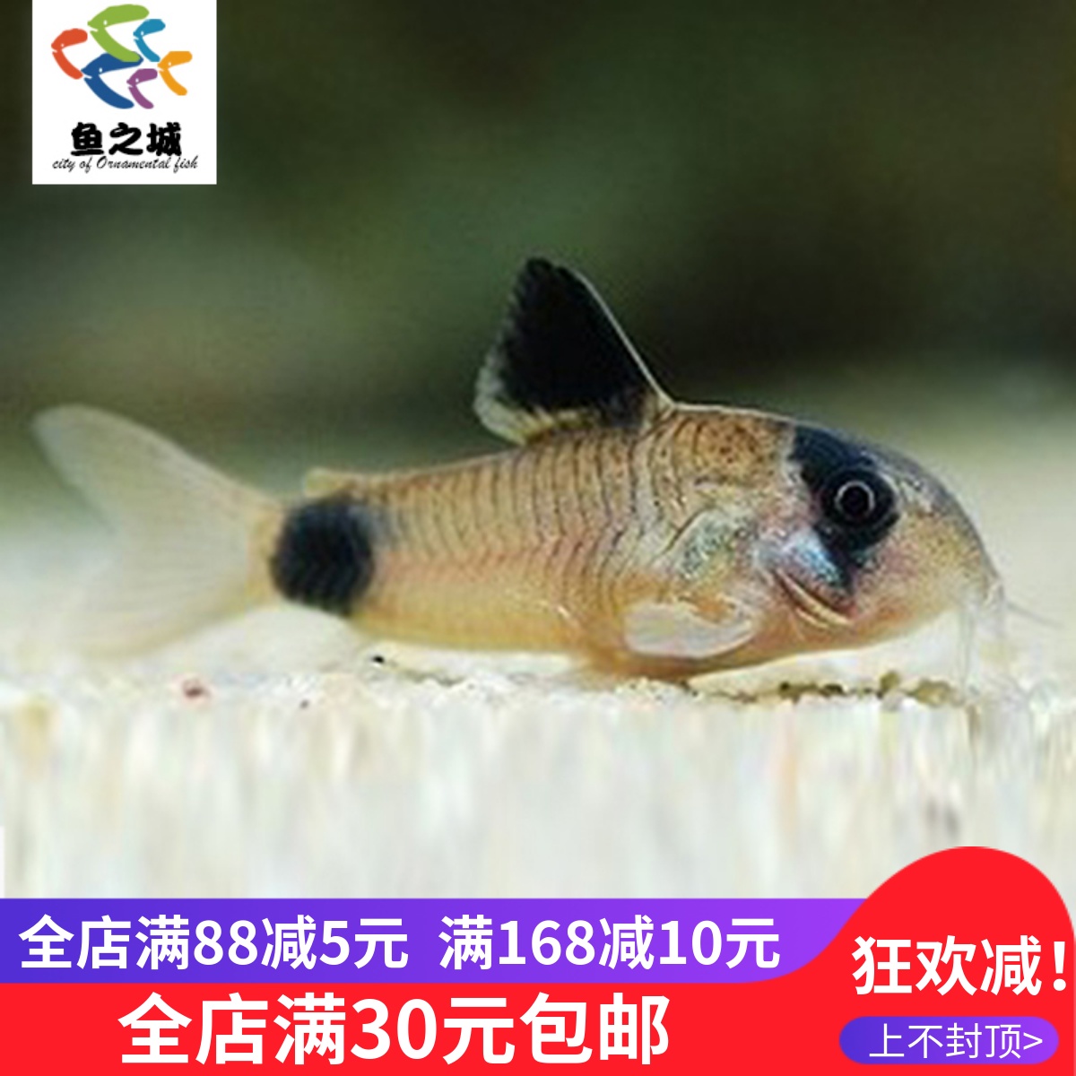 鼠鱼熊猫鼠活体热带观赏鱼
