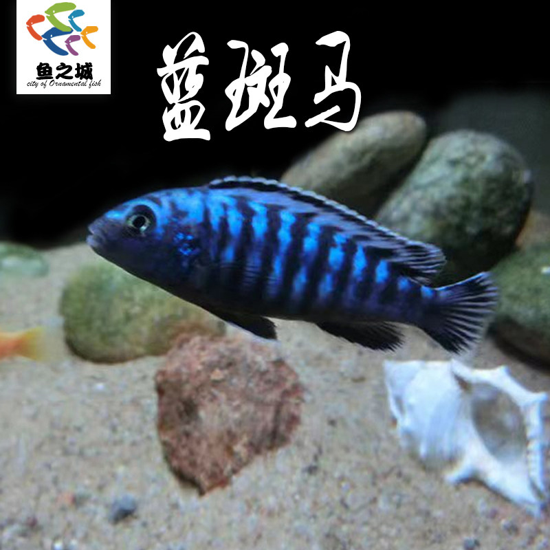 三湖慈鲷鱼蓝斑马慈鲷活体鱼热带鱼岩栖中小型淡水观赏鱼闪电王子