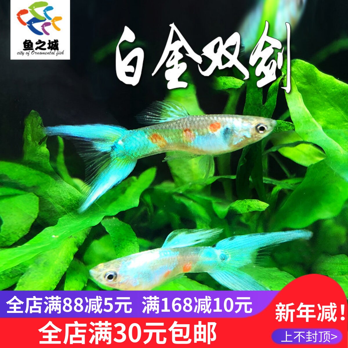 鱼之城 白金双剑孔雀鱼活体闪电金丝群游鱼泰国进口双尾观赏鱼