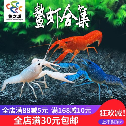 鳌虾观赏虾活体宠物红白蓝金黄色