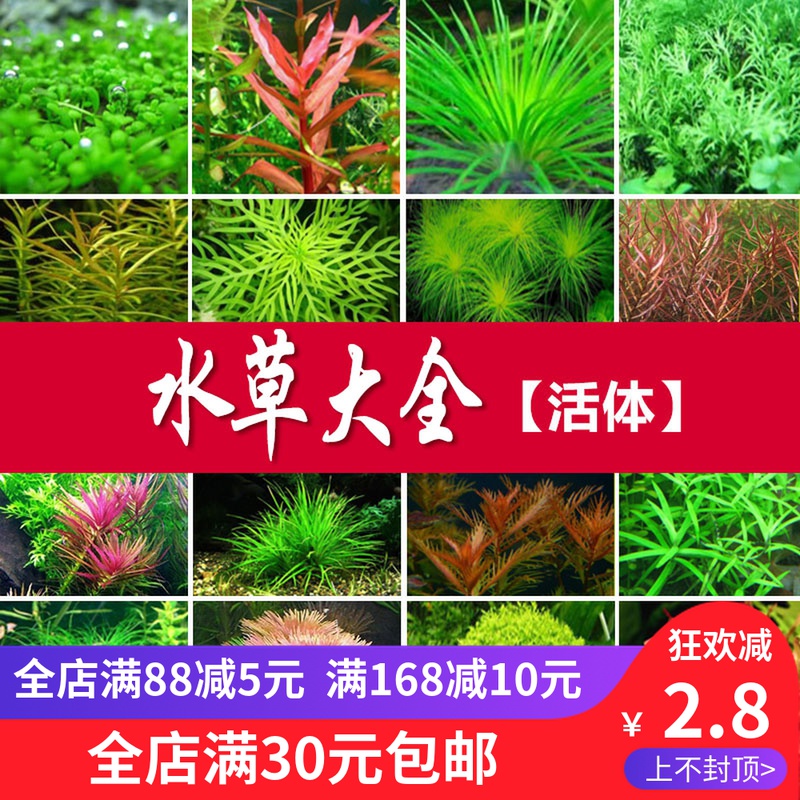 鱼之城水草活体淡水植物蜈蚣草绿菊草新手水草观赏鱼缸水草造景草 鱼之城水族 淘优券