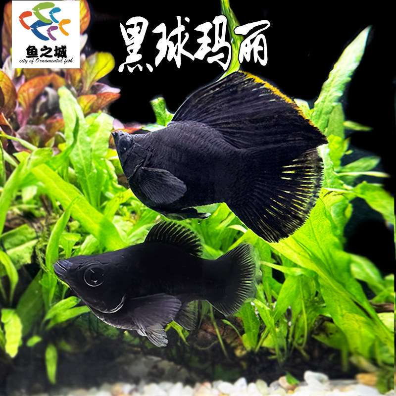 黑球玛丽热带鱼淡水新手闯缸鱼皮实胎生小鱼玛丽鱼孔雀鱼斑马鱼