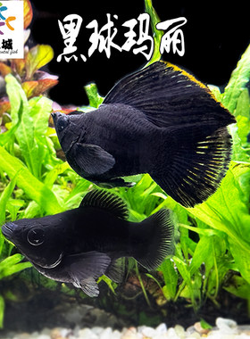 黑球玛丽热带鱼淡水新手闯缸鱼