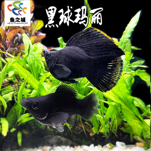 黑球玛丽热带鱼淡水新手闯缸鱼皮实胎生小鱼玛丽鱼孔雀鱼斑马鱼