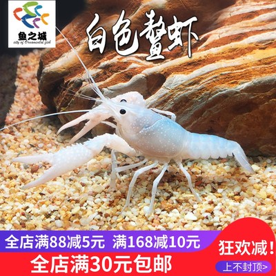 白色鳌虾淡水冷水活体宠物虾