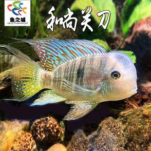 和尚关刀鱼食土鲷观赏鱼热带淡水鱼红头利关刀清道夫新手鱼天使