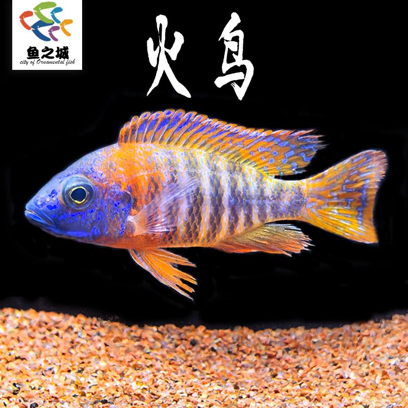 火鸟马鲷鱼三湖慈鲷淡水台系纯种岩栖中大型热带观赏鱼活体蓝斑马