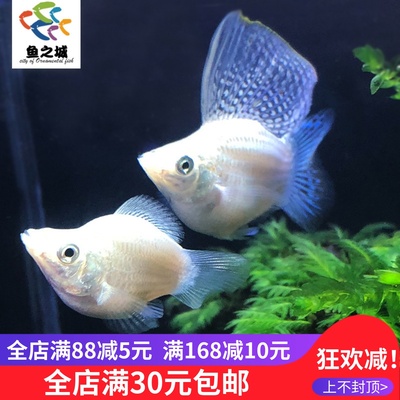 皮球玛丽热带可繁殖乐趣观赏鱼