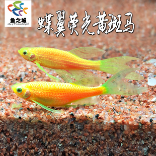 蝶翼荧光黄斑马鱼小型热带淡水鱼新手观赏鱼红米奇红绿灯鱼孔雀鱼
