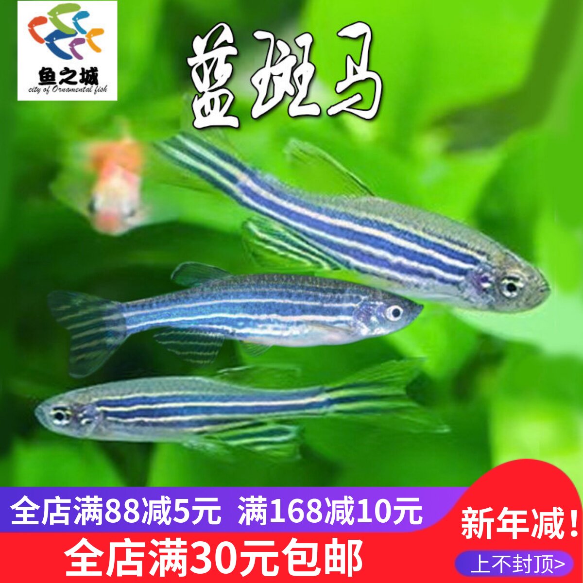 蓝斑马鱼灯科鱼水族活体冷淡水新手练手好养红绿灯小型热带观赏鱼