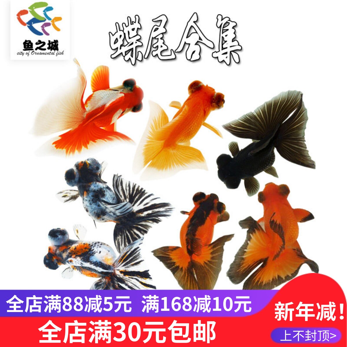 碟尾合集金鱼不加温冷水鱼包金红白碟尾观赏鱼淡水活体好养锦鲤