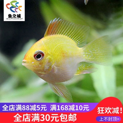 金波子鱼阿凡达荷兰凤凰活体