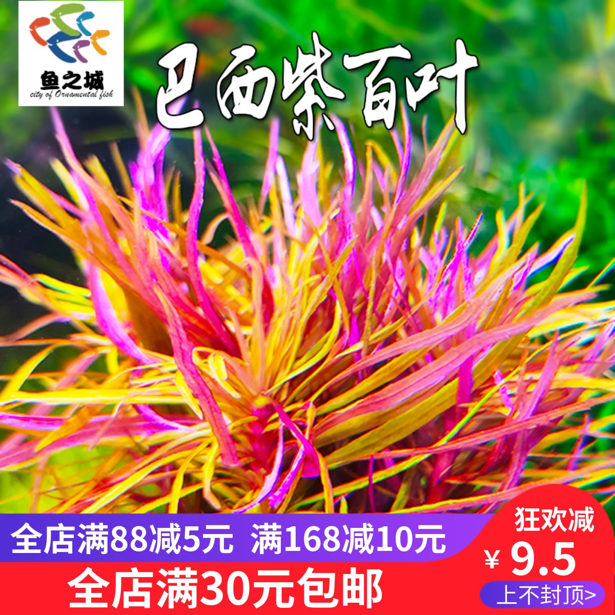 巴西紫百叶水草中后景淡水紫色鱼虾龟缸造景造氧宫廷草羽毛草