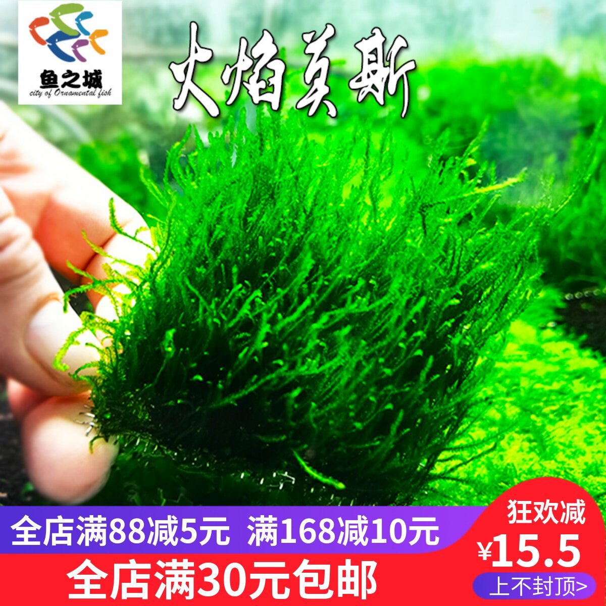 火焰莫斯莫丝水草植物水族鱼虾龟缸造景水培淡水懒人前中后景包活