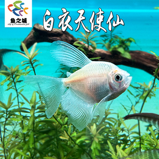 白衣天使仙热带淡水鱼新手鱼荧光天使鱼黑尾大勾群游鱼米奇玛丽鱼