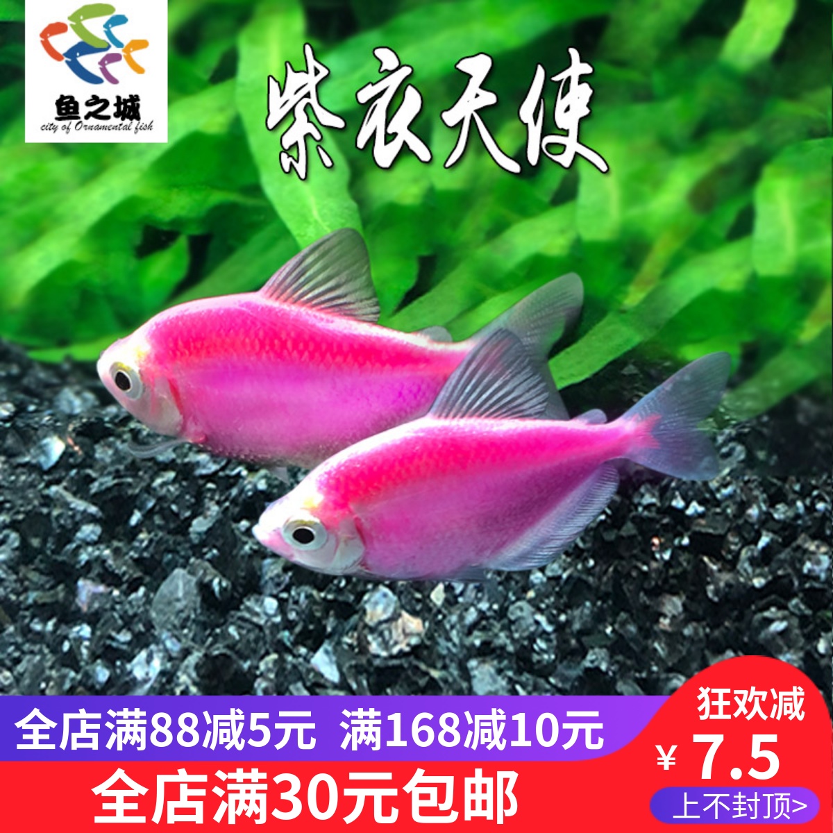 紫衣天使鱼活体七彩群游红老虎天使淡水热带鱼小型观赏新手好养