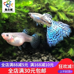 孔雀鱼 孔雀鱼活体蓝草尾兰草尾孔雀鱼蓝草孔雀鱼热带鱼活体免邮