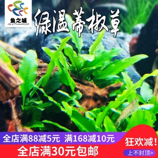 绿温蒂椒草水族箱鱼缸造景淡水真水草石头前中景迷你皱边懒人草