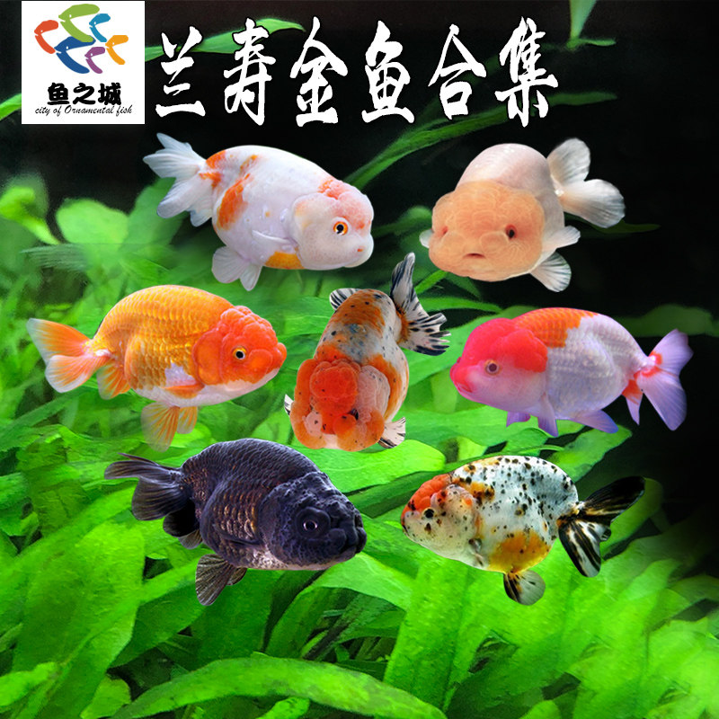 兰寿金鱼观赏鱼樱花红白黑五花玉兔好养耐活鱼冷水鱼招财风水鱼