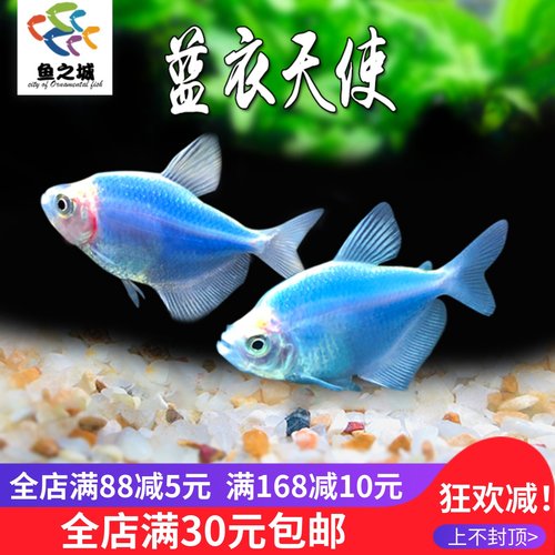 鱼之城蓝衣天使鱼群游五彩裙鱼