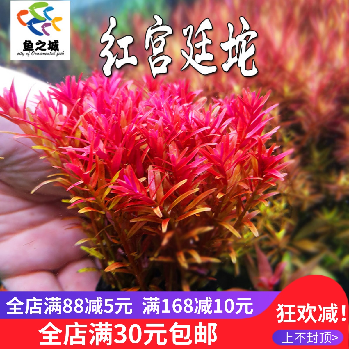 红宫廷草红色水草鱼缸装饰