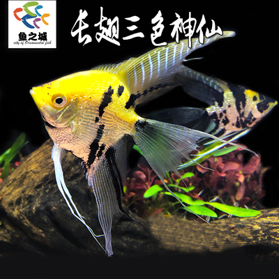 长翅三色神仙鱼热带鱼活体好养