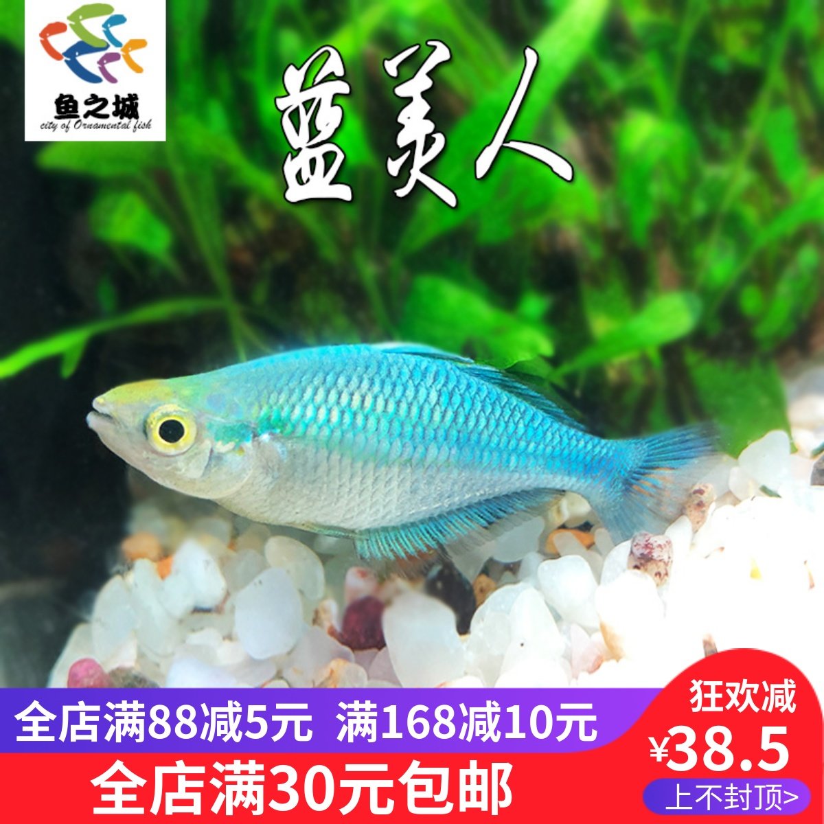 鱼之城蓝美人鱼石美人鸽子美人蓝色美人鱼舌鳞鱼热带观赏鱼活体