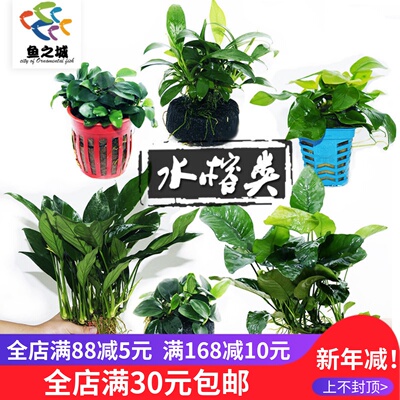 水榕迷你榕黄金榕辣椒榕大巴榕