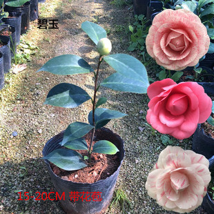 碧玉茶花苗青青茶花园花卉盆栽一树多色带苞稀有品种产地直销包邮