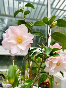 羽衣茶花稀有日本系列品种原生小苗顺丰包邮偏远地区除外