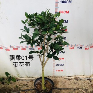 赛牡丹戴氏之歌等精品茶花苗玉丹一对一实拍对版