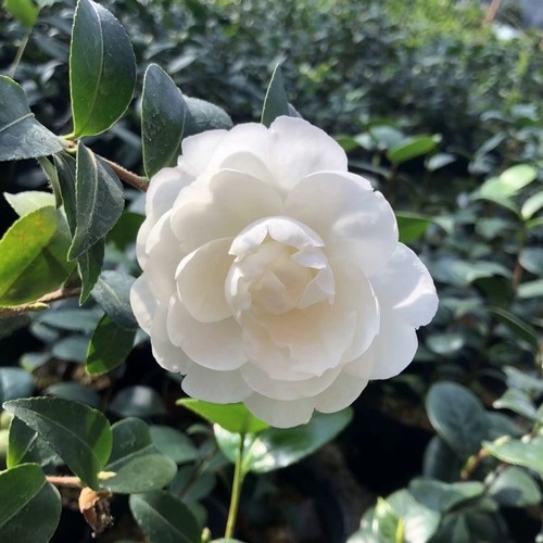 富士之峰茶梅白色茶梅白茶梅盆栽茶梅白色花