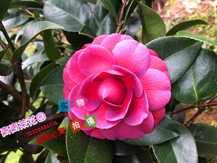 黑色蕾丝茶花苗名贵进口黑红色文瓣品种福建龙岩产地直销热卖包邮