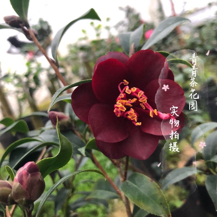 黑骑士茶花苗容易带花苞花卉绿植盆栽...