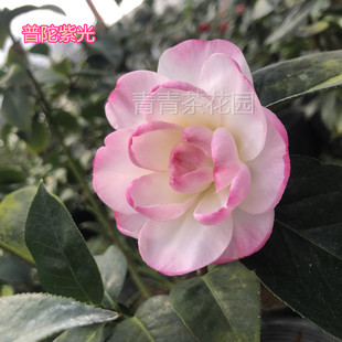 茶花苗普陀紫光花卉盆栽名贵稀有云杂茶花品种福建龙岩产地直销