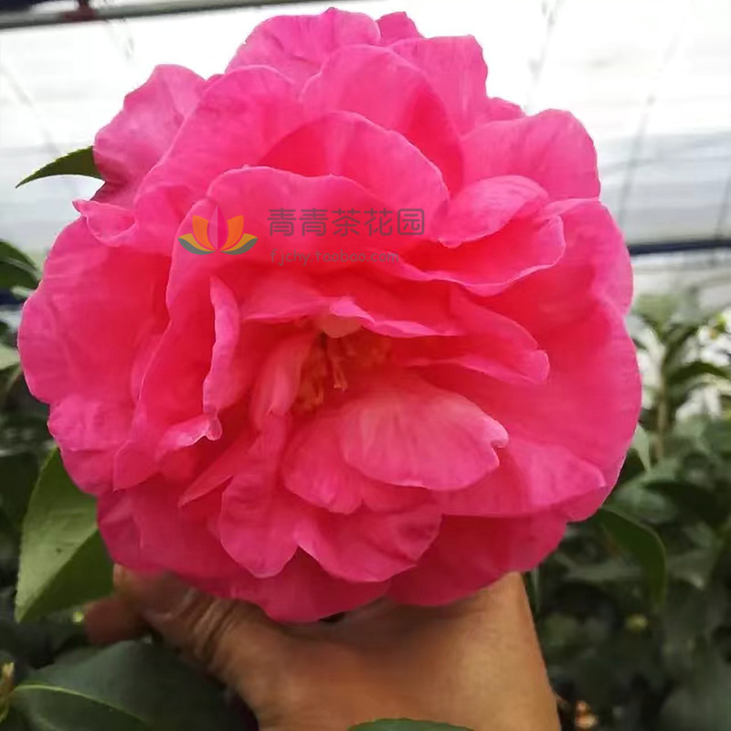 牡丹皇后茶花苗花卉绿植盆栽巨花型粉色系稀有品种产地直销包邮