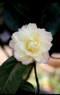 青青茶花园旋转黄茶花盆栽重瓣花卉绿植物阳台庭院带花苞