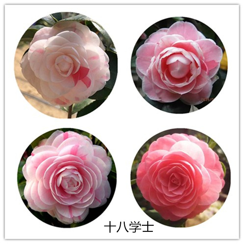 十八学士盆栽山茶花包邮